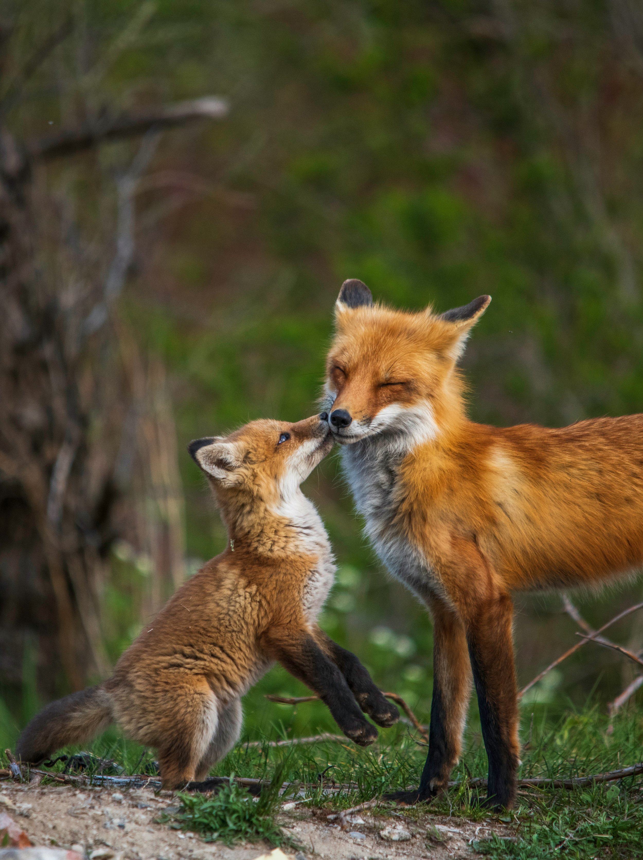Red fox