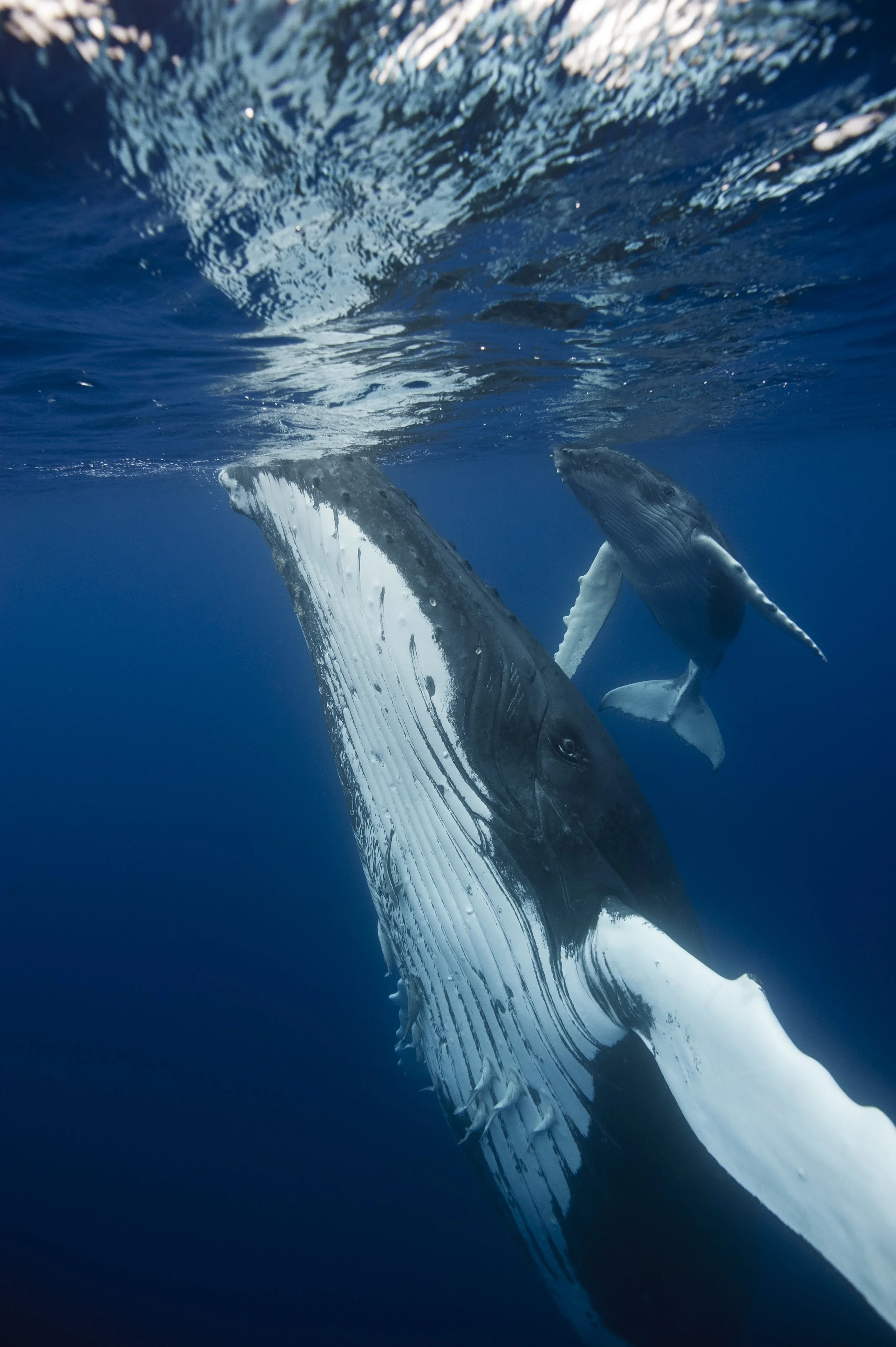 Underwater scene with a whale's tail and a floating fish in the ocean.