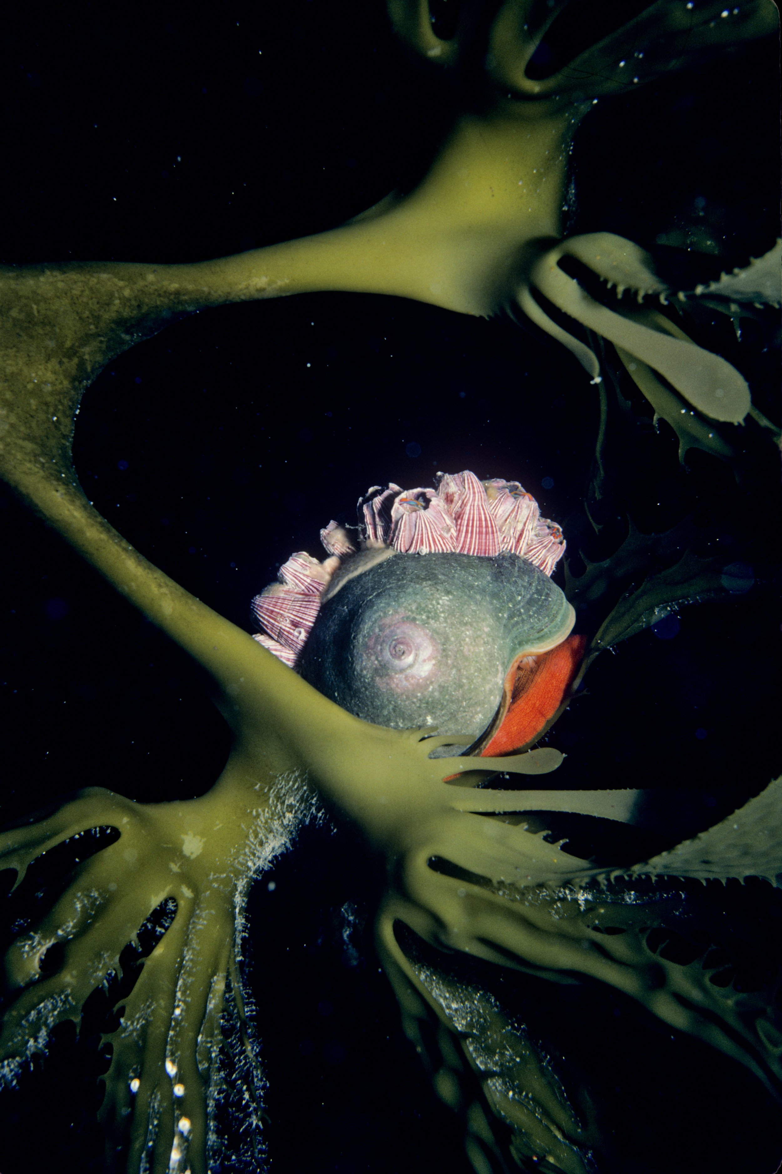 Just one of the many fascinating images from "Baja to Bering- A 40-Year Journey of Discovery, Vol. 1.