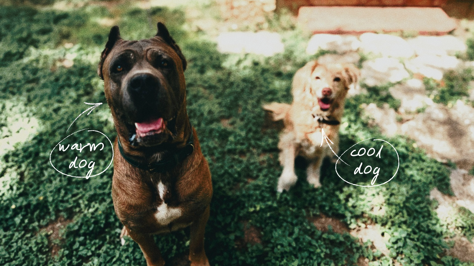What are Canine Energetics? How to Identify Your Dog’s Energetic Pattern.
