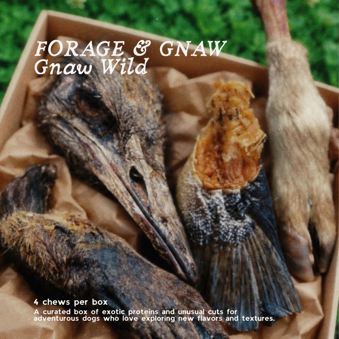 Forage & Gnaw : Gnaw Wild