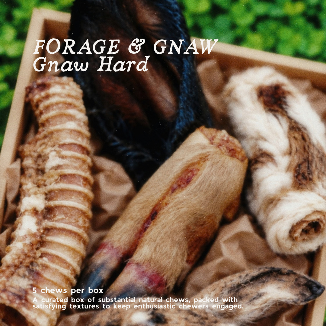 Forage & Gnaw : Gnaw Hard