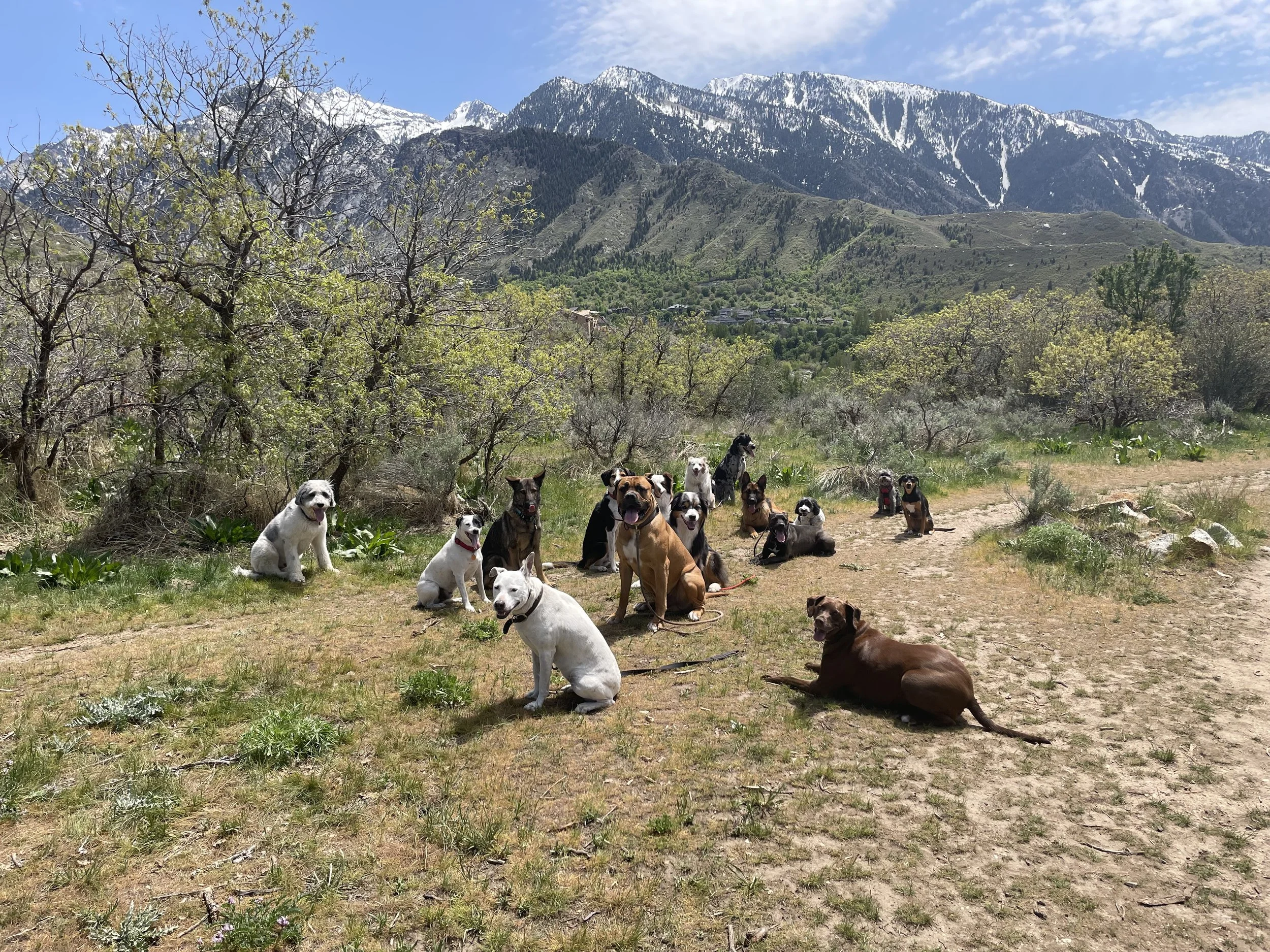 Group of dogs sitting and lying on a dirt path in a mountainous landscape with snow-capped peaks, green hills, trees, and blue sky in the background.