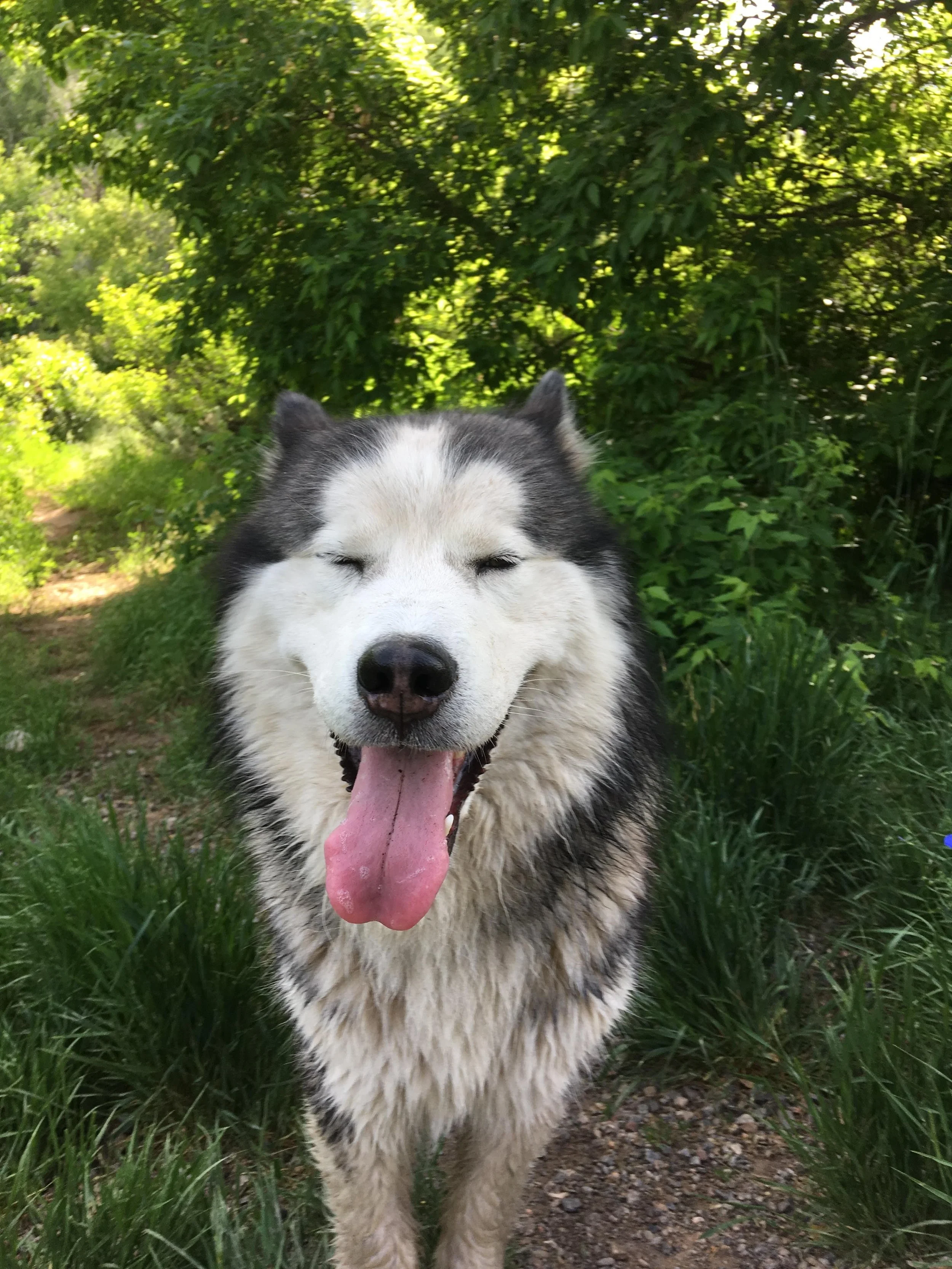 A happy husky dog with its eyes closed and tongue hanging out, standing on a dirt path surrounded by green grass and leafy trees.