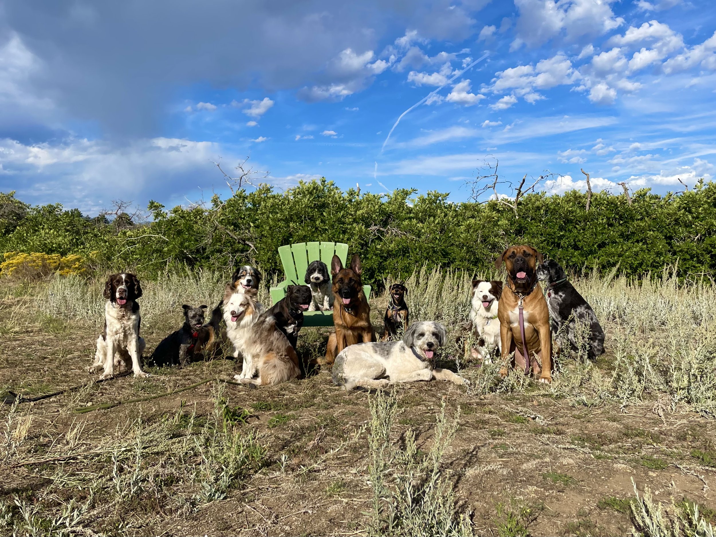 A group of dogs sitting outdoors in front of a green chair, with a background of bushes and a bright blue sky with scattered clouds.
