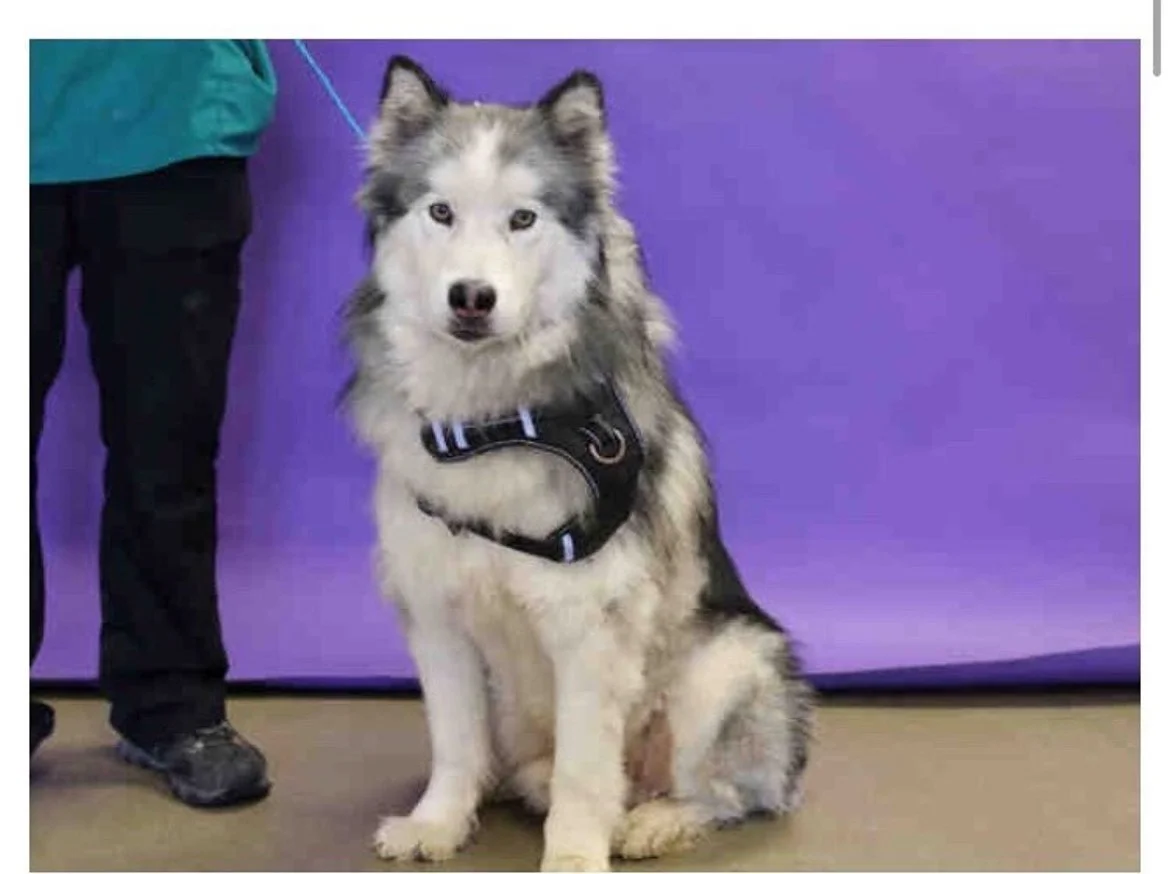 A sitting Siberian Husky dog wearing a harness, with a person standing next to it, against a purple background.