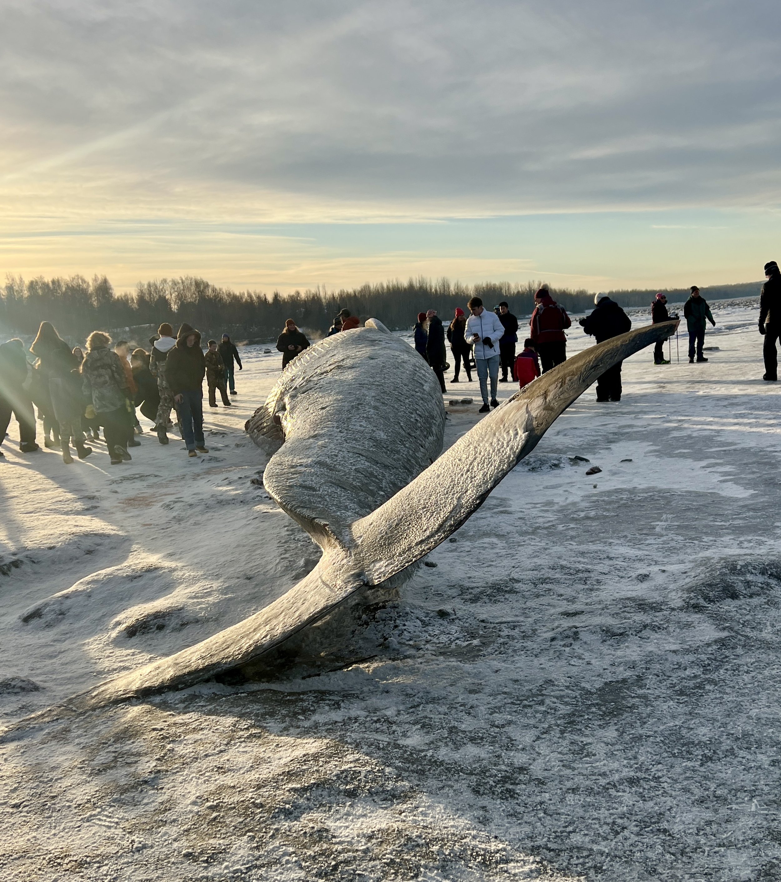 A group of people on a snowy landscape during sunset, with a large whale skeleton in the foreground and trees in the background.