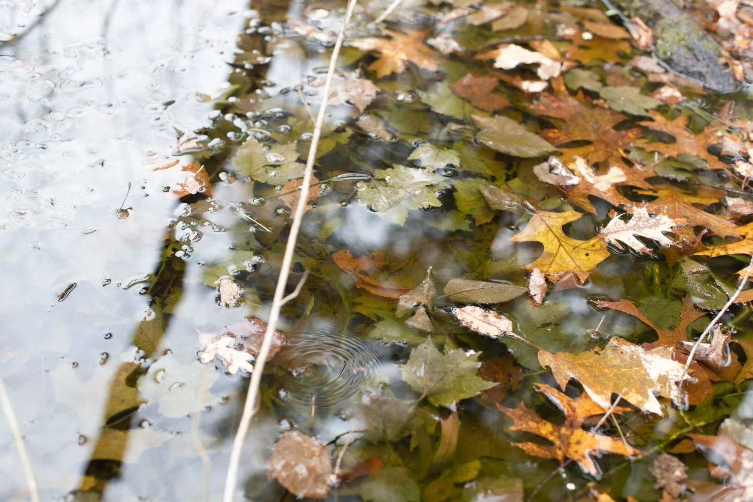 Fallen autumn leaves floating on a shallow body of water with a few ripples and sticks.