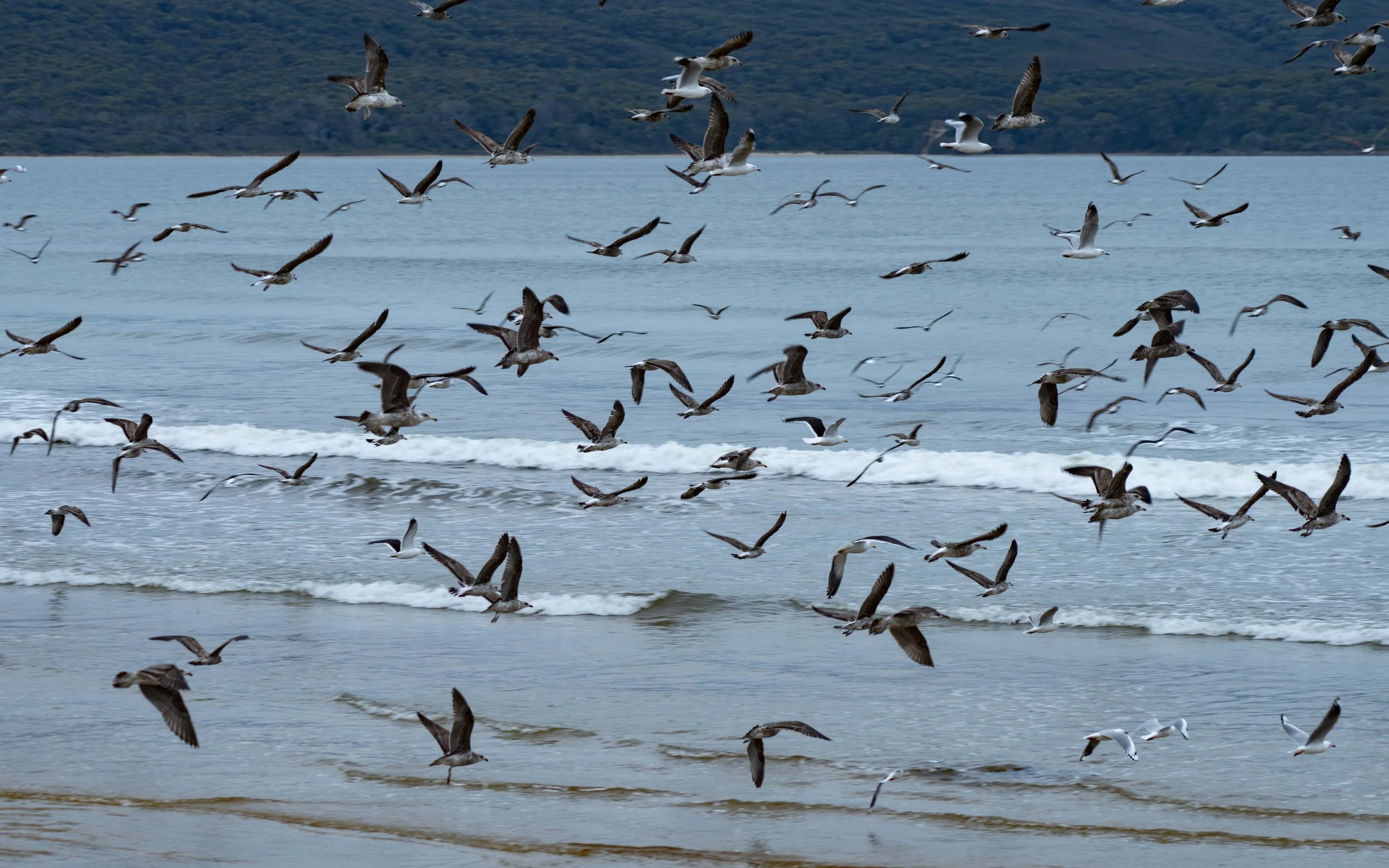 Seagull - 09.jpg