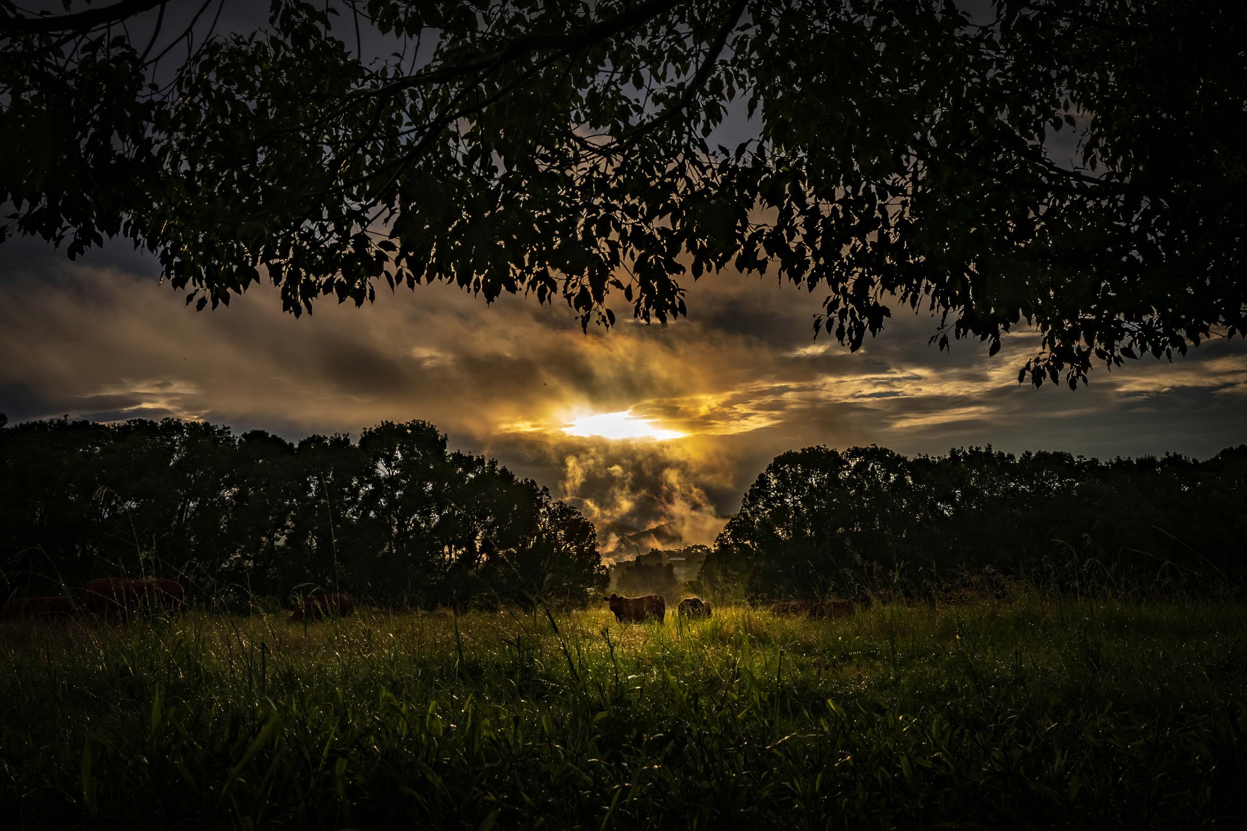 Landscapes WebSite - 050.jpg