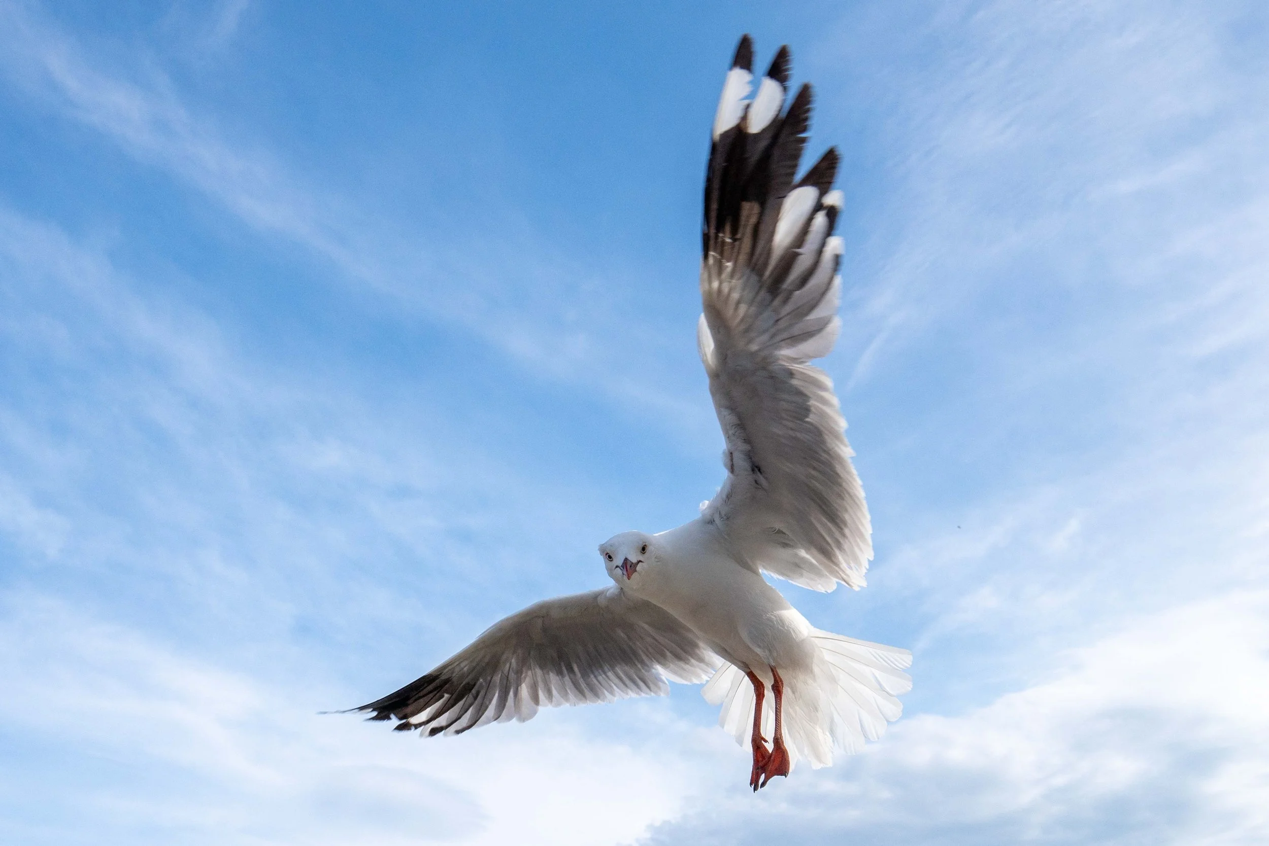 Seagull - 17.jpg