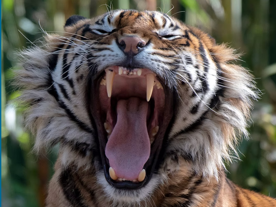 ZOOS SA