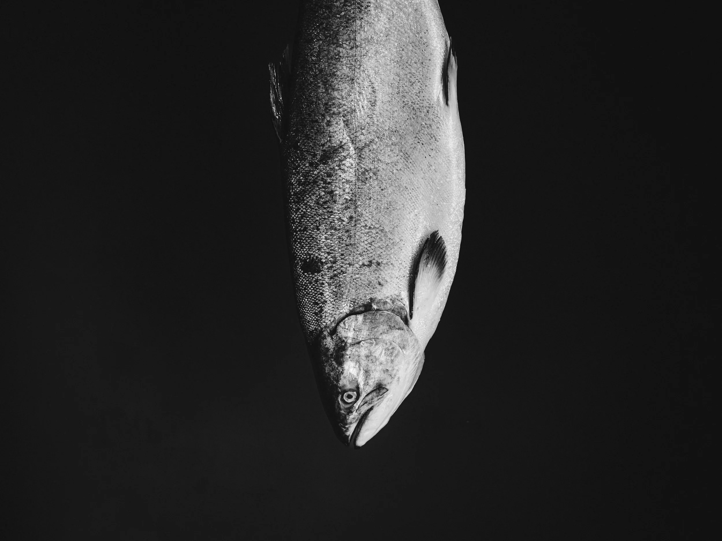 A white fish with dark markings on its body, against a black background.