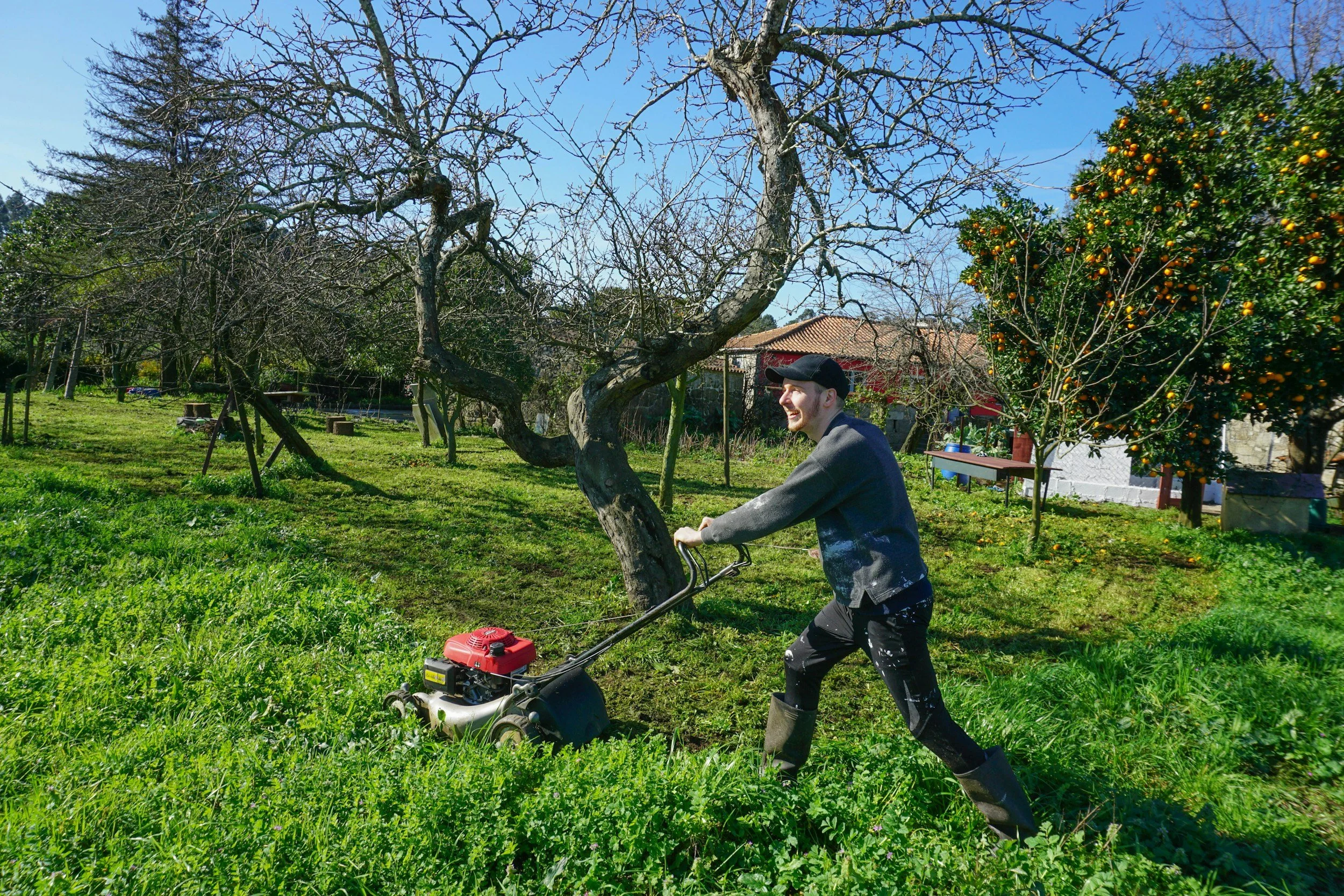A man wearing a gray sweatshirt, black cap, and rubber boots uses a gas-powered lawn mower to trim the grass in a backyard garden. The garden has a large, leafless tree and an orange tree with ripe oranges. The scene is sunny with a bright blue sky.