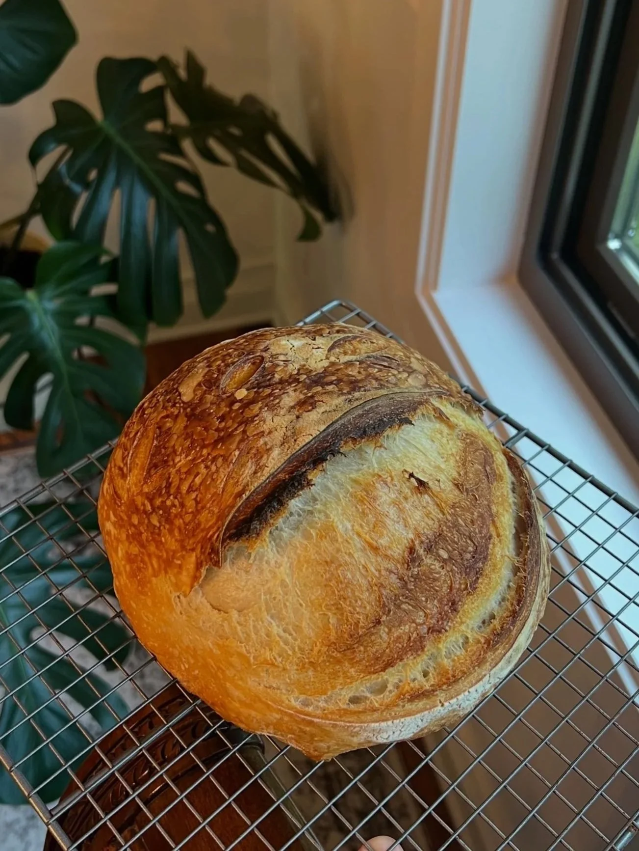 A round loaf of bread with a golden-brown crust and a swirl pattern on top, resting on a wire cooling rack near a window and a large green leafy houseplant.