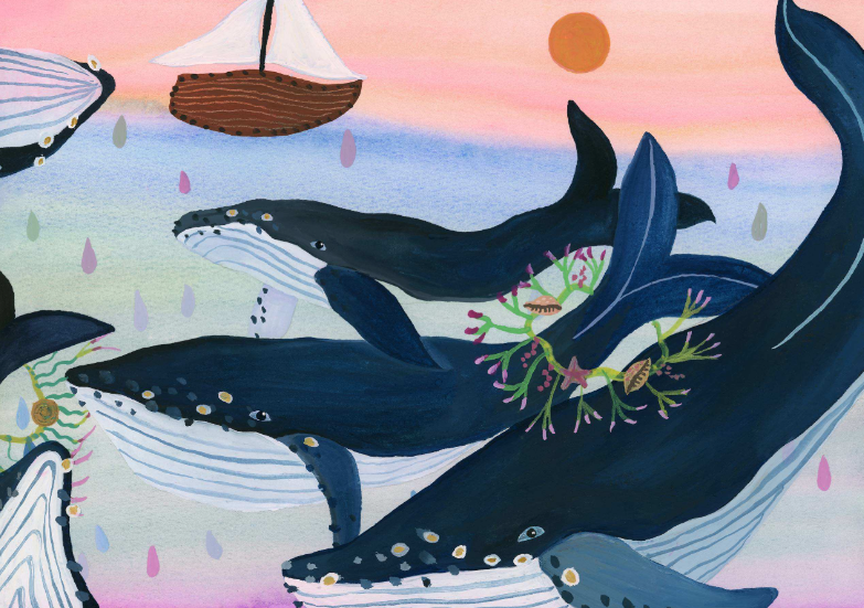 Whale Wonder