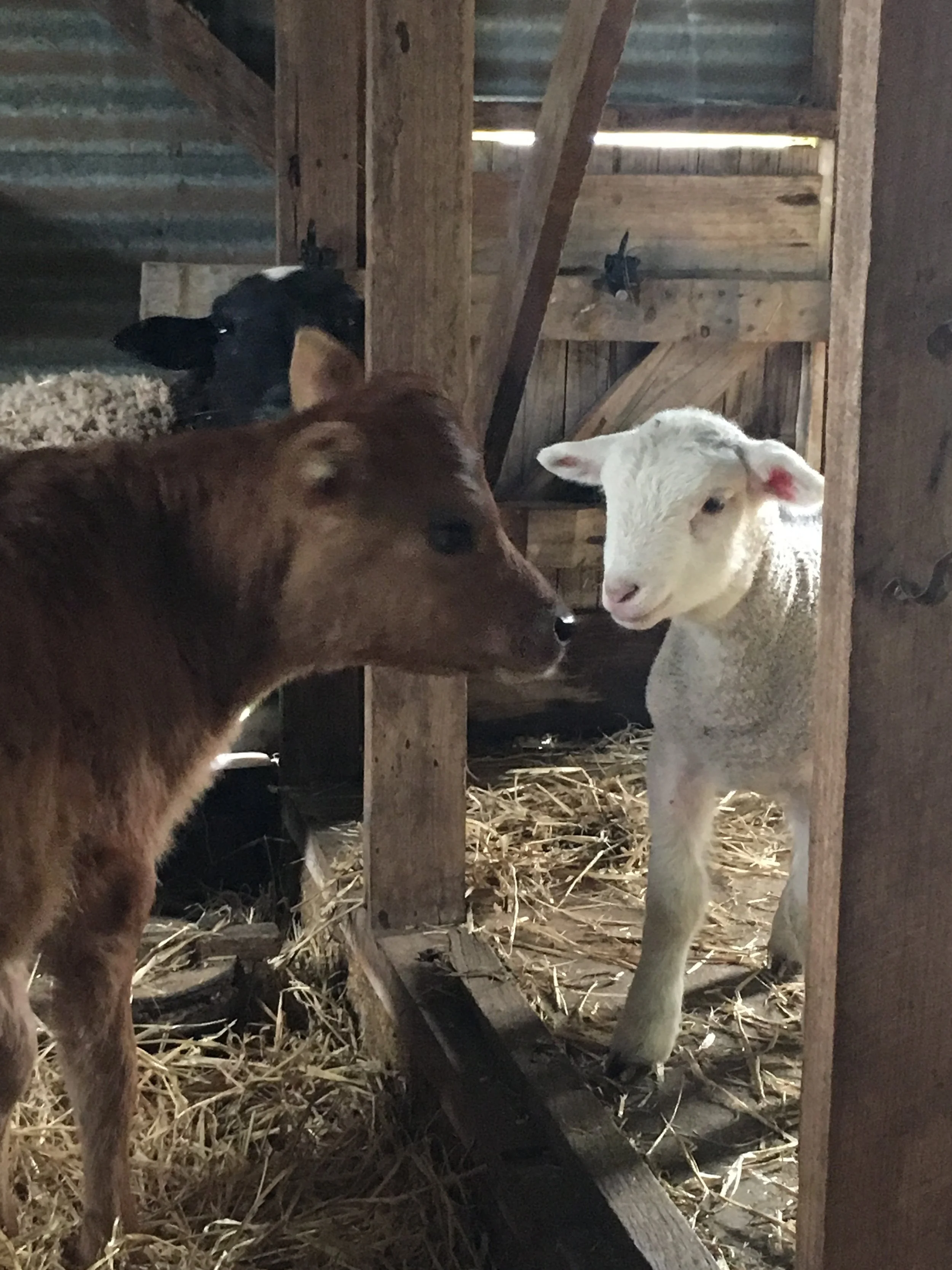Farm visit - A$118