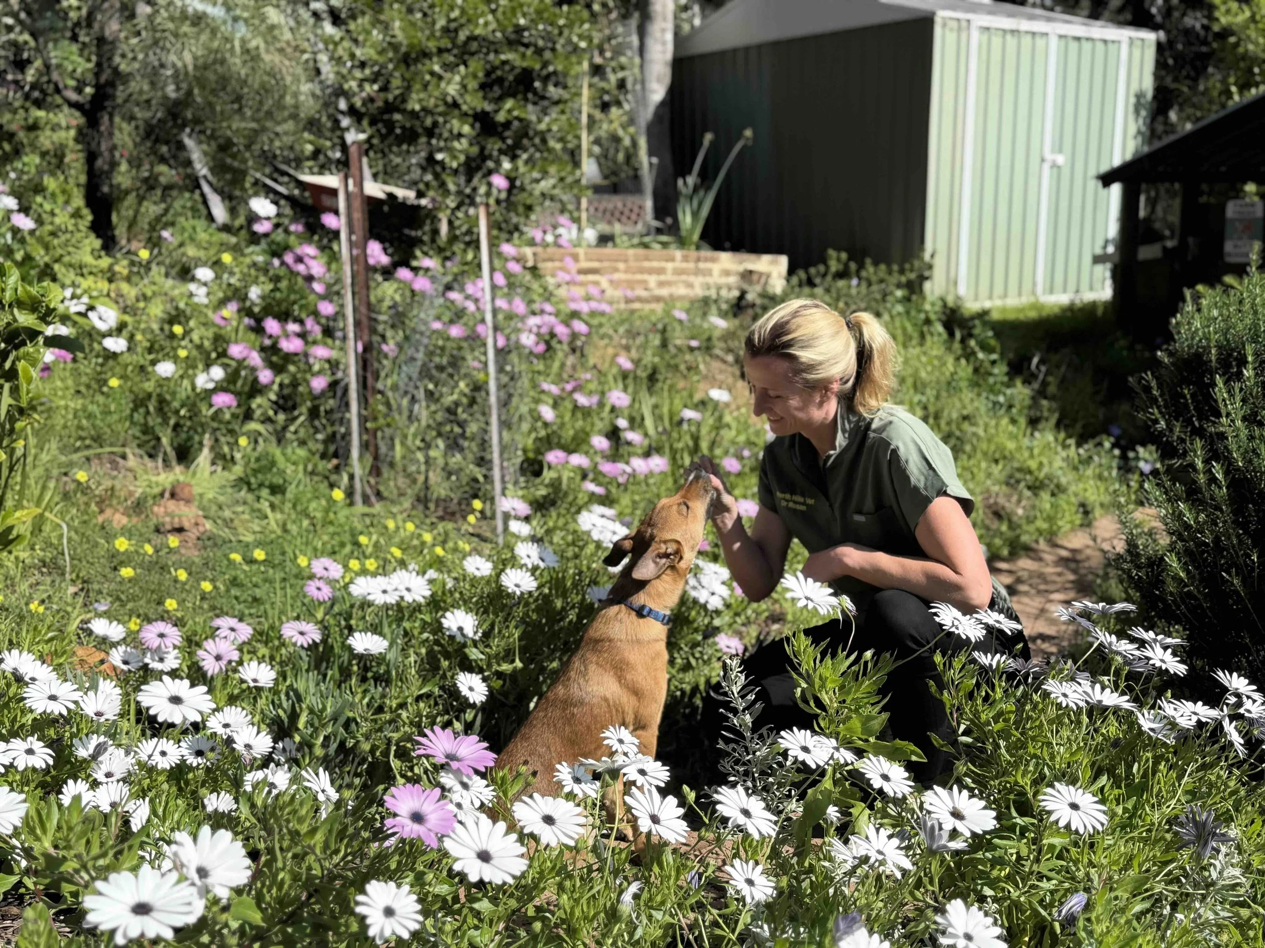 Vaccination & Health Check dogs/cats - A$125