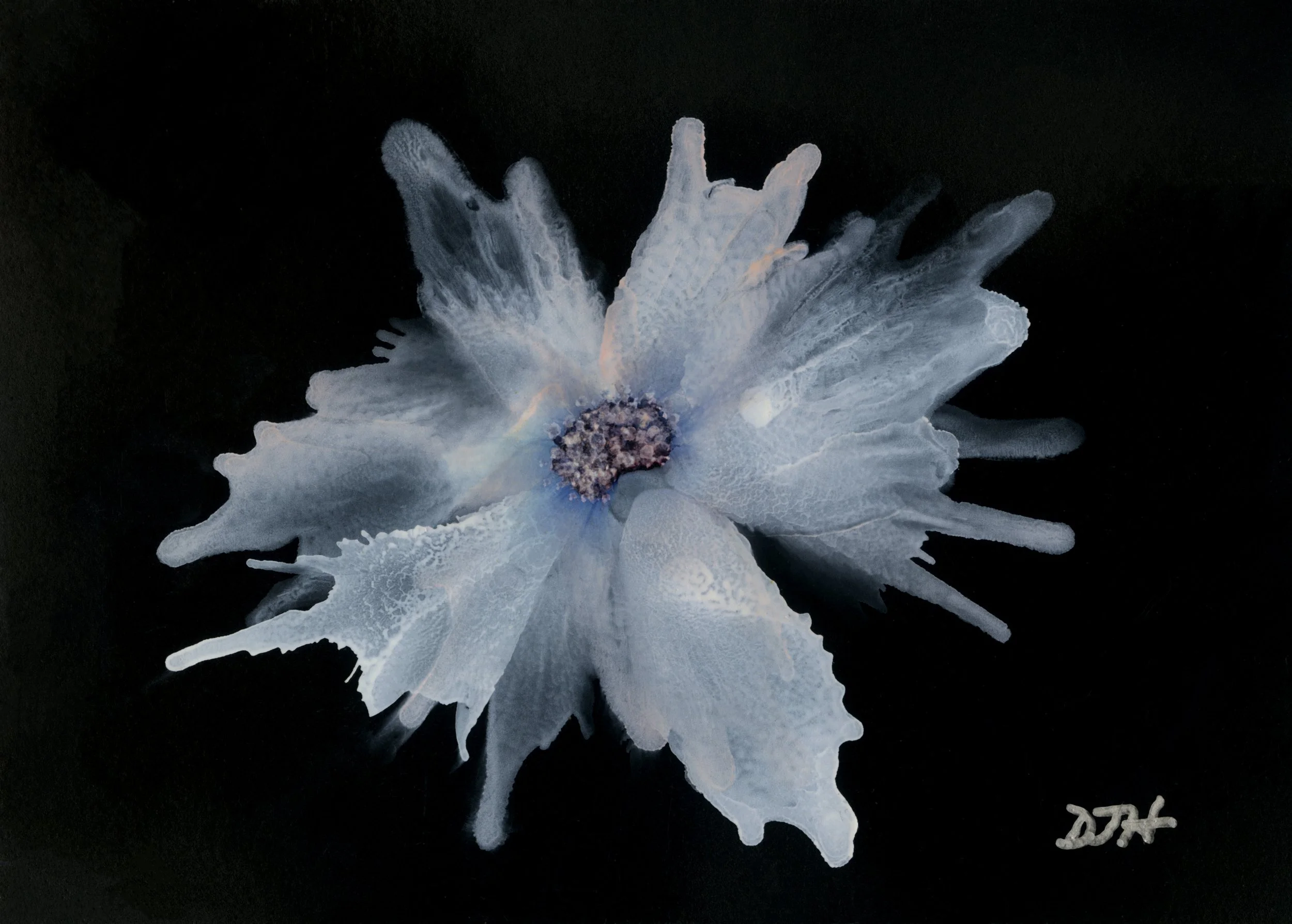 A close-up photograph of a white flower with a dark background. The flower has light, delicate petals with a central cluster of darker stamens. The artist's signature, 'DFA,' is visible in the lower right corner.