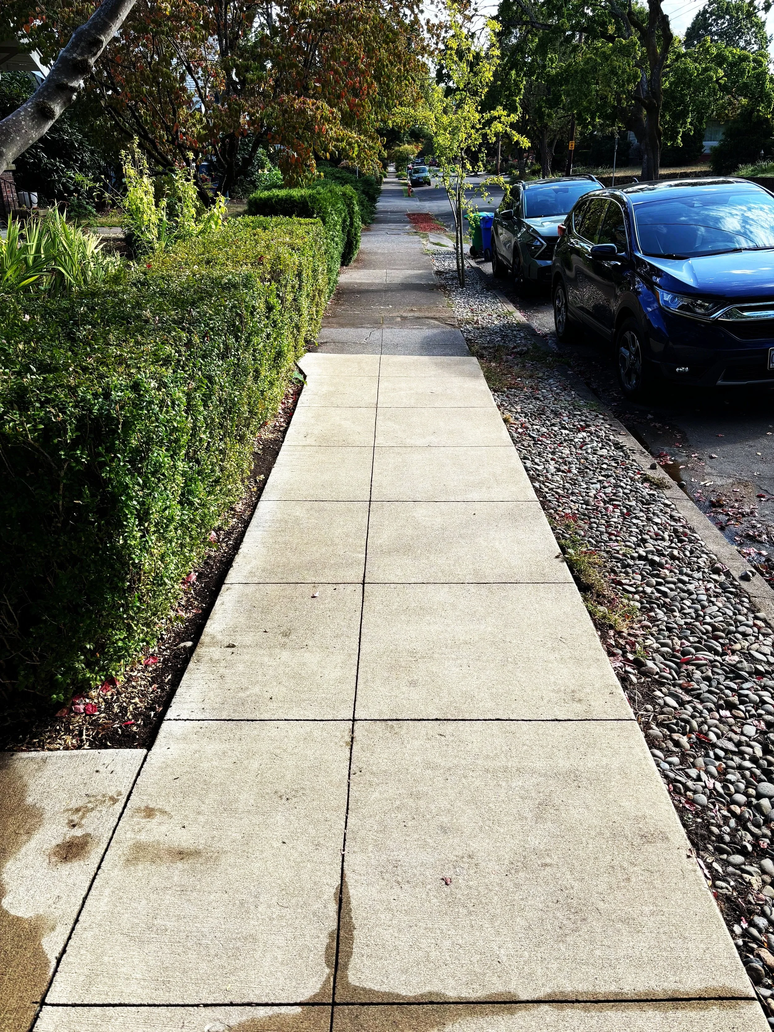 Sidewalk with concrete tiles, lined with green bushes on the left and parked cars on the right, in a residential neighborhood with trees and houses in the background.