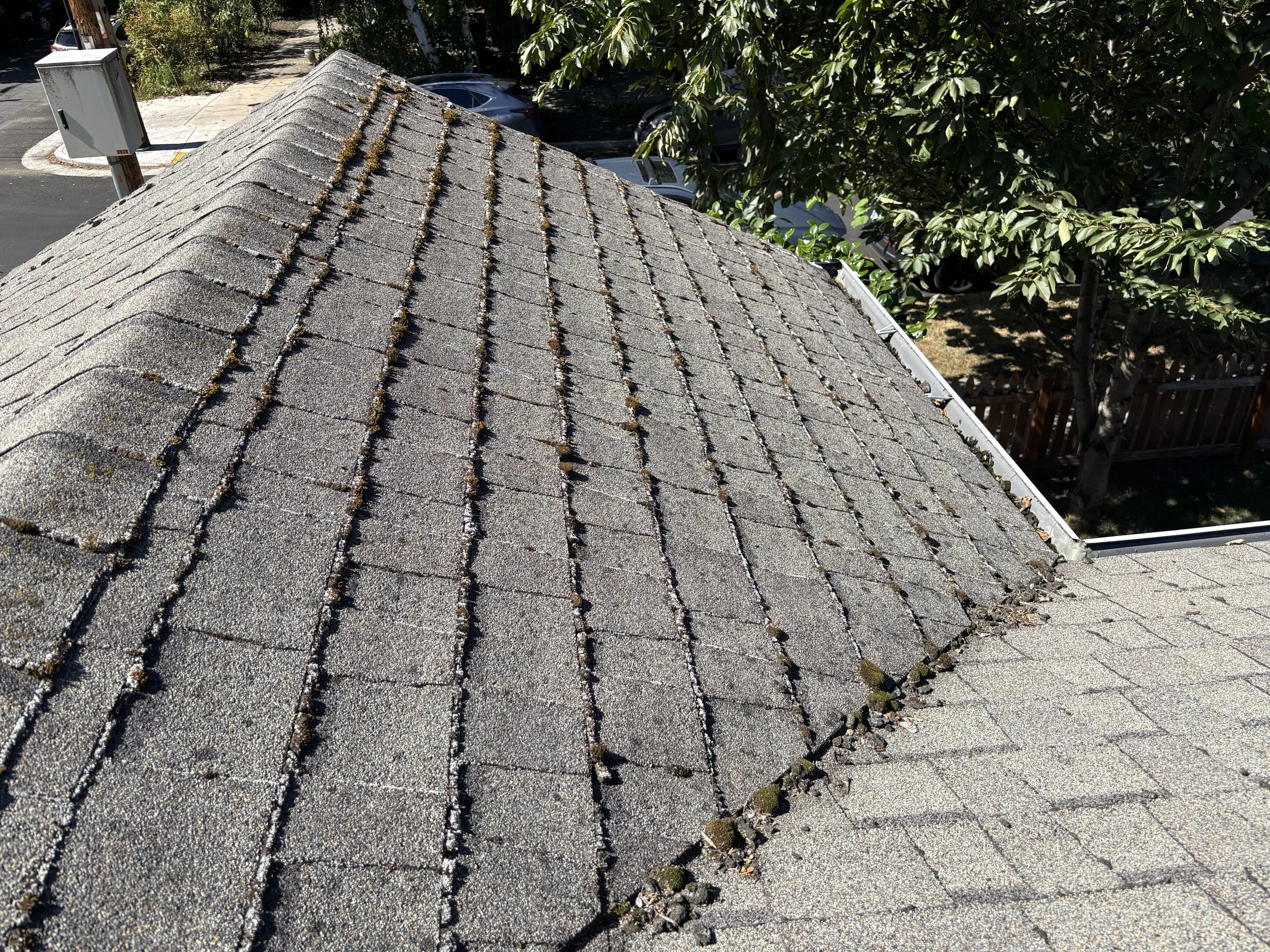 Roof moss before cleaning, Portland.