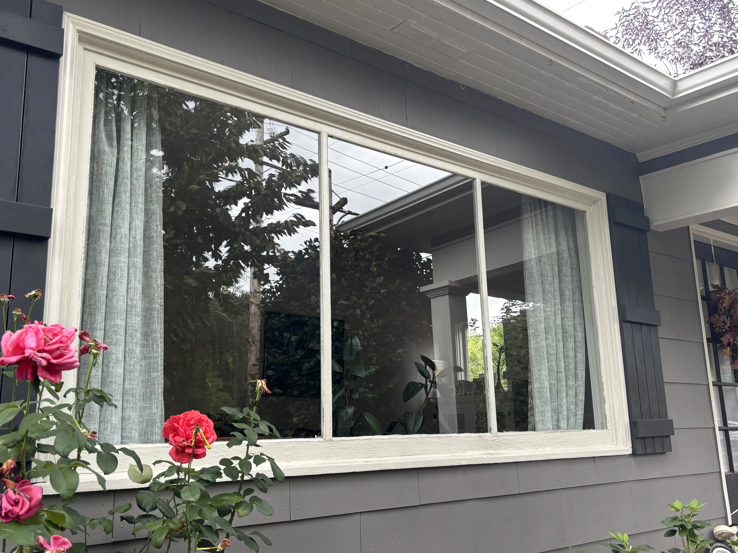 A window with white trim and sheer curtains on a blue-gray house, with pink roses and green foliage in the foreground, and a cloudy sky reflected in the glass.