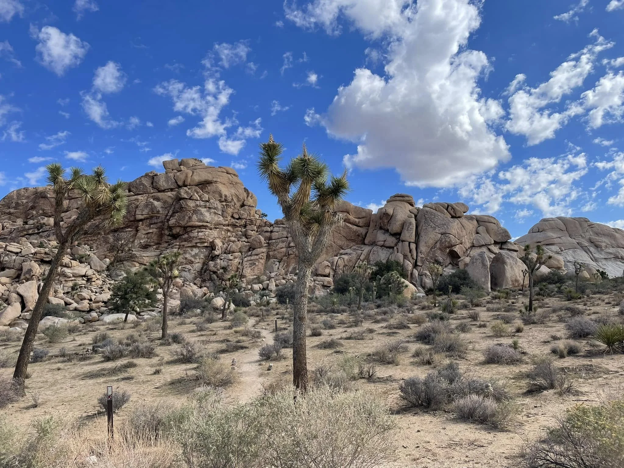 JoshuaTree.jpg