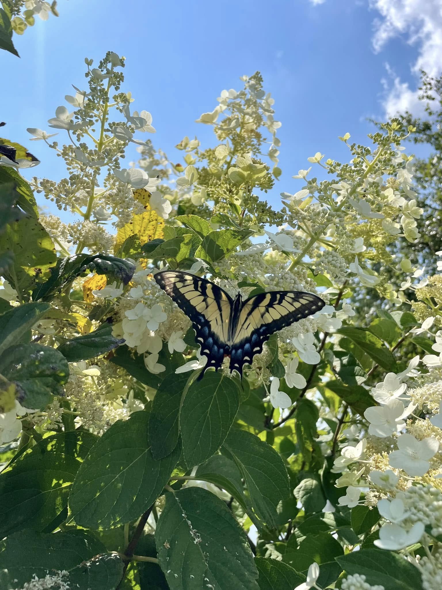 butterfly2024.jpg