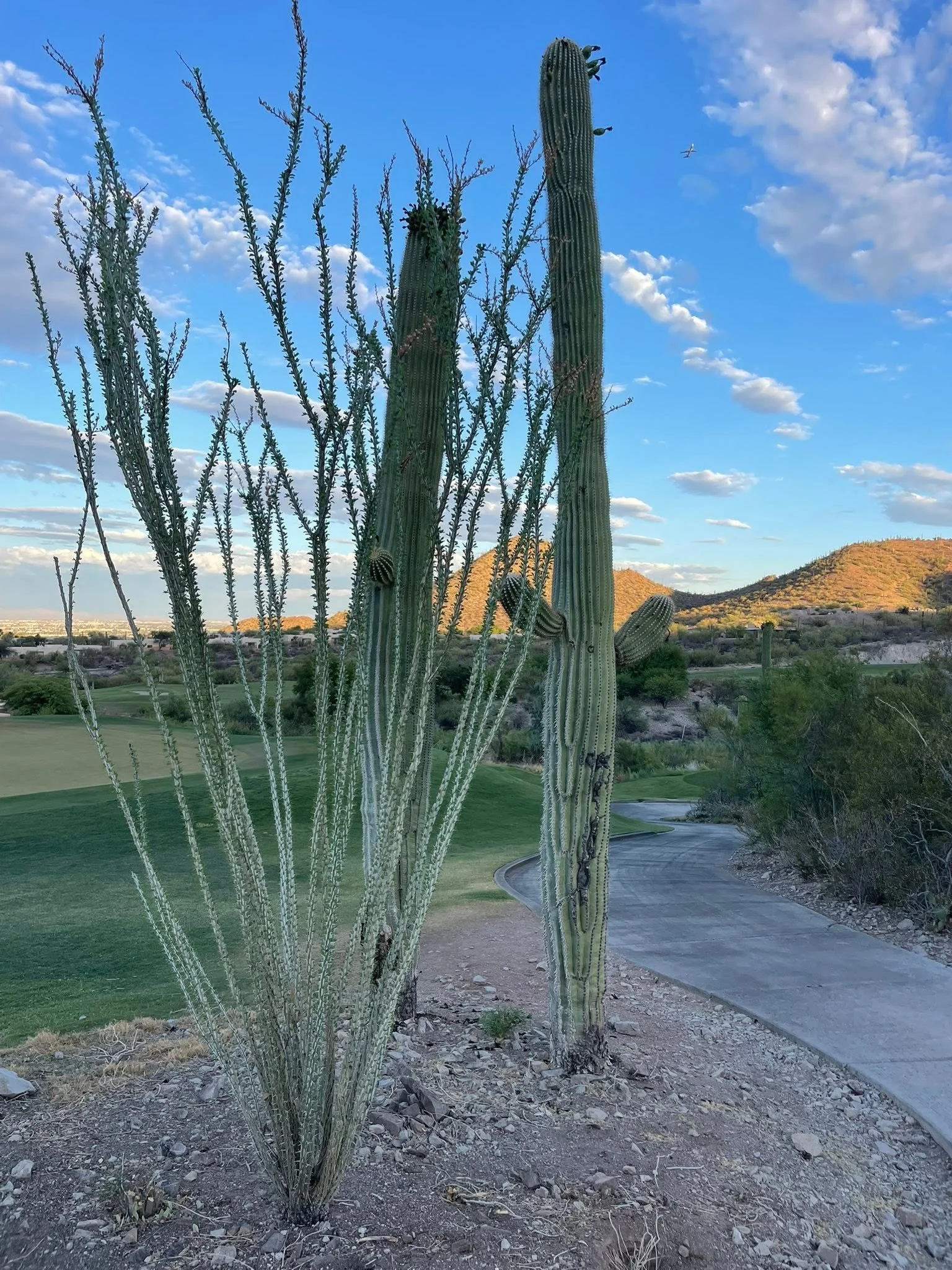 TusconCactus2025.jpg