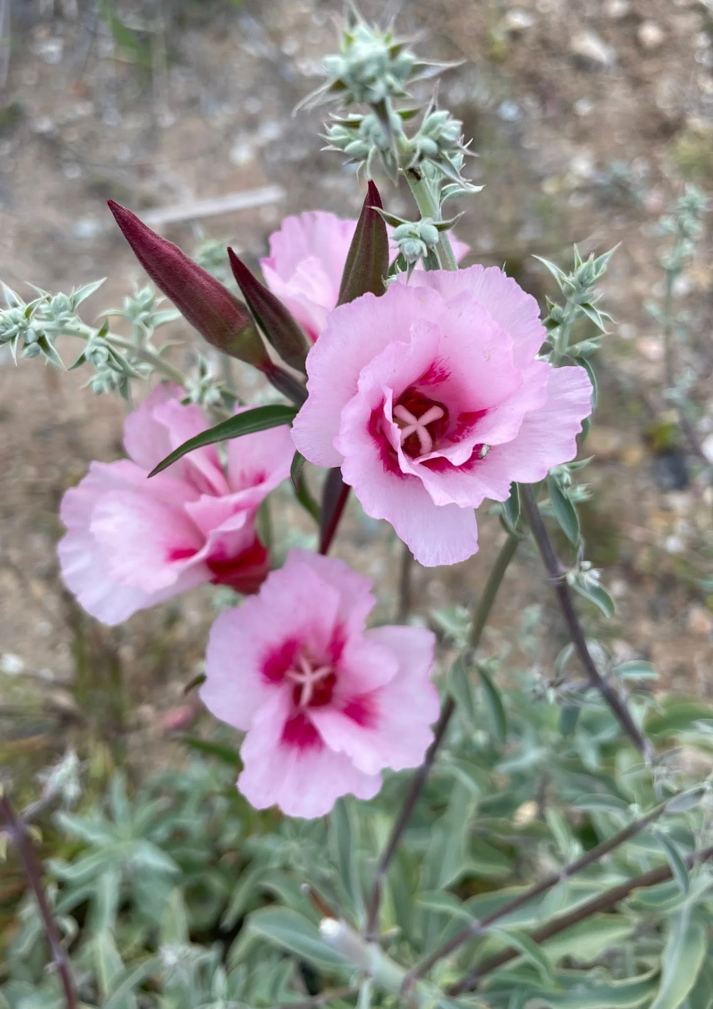 Pinkflowers2025.jpg