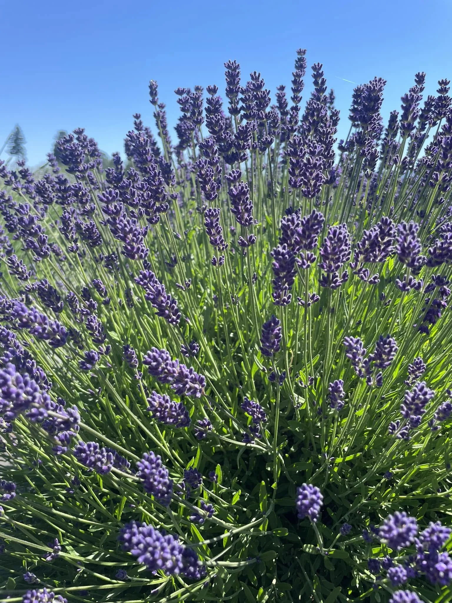 lavender2024.jpg