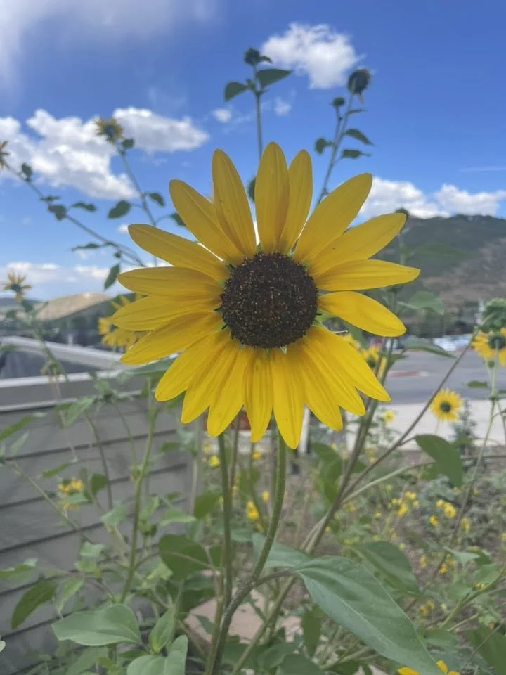 SunflowerinMT2025.jpg