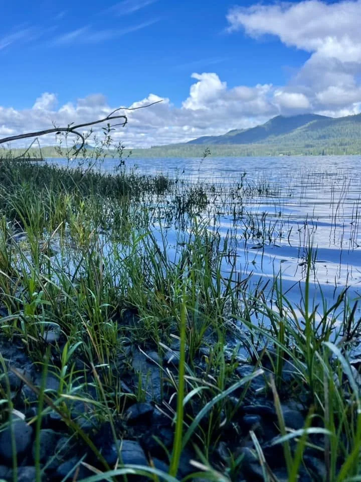 Riverbedgrass2024.jpg