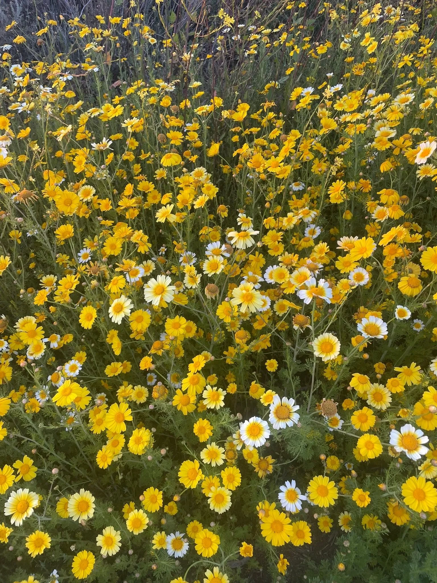 Yellowflowers2025.jpg