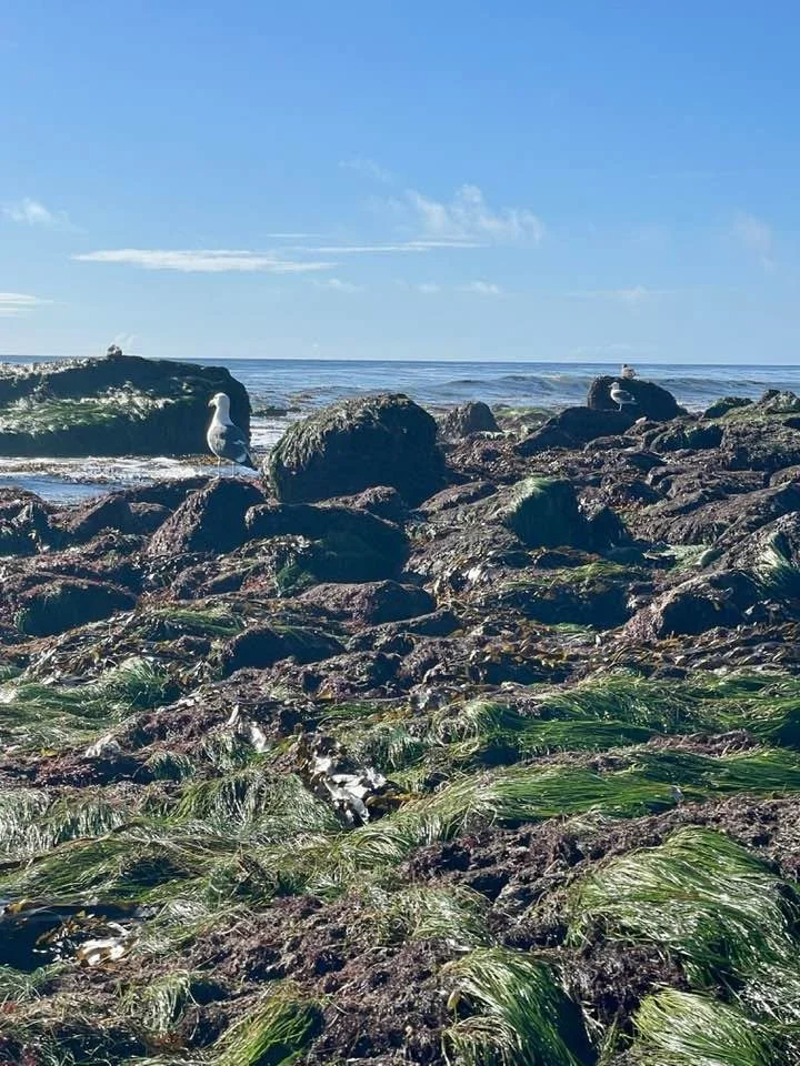 SeagullsonRocks2026.jpg