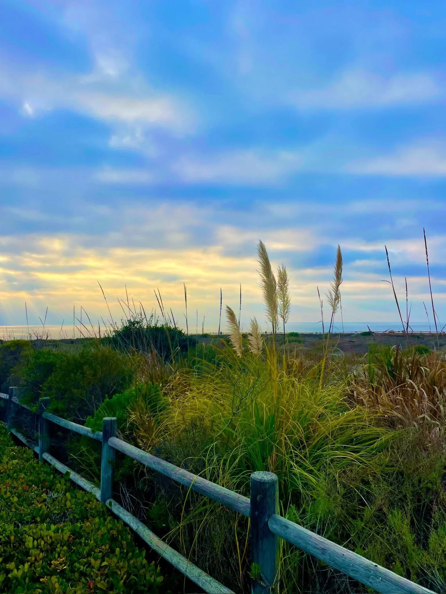 fencewithcattails2025.jpg