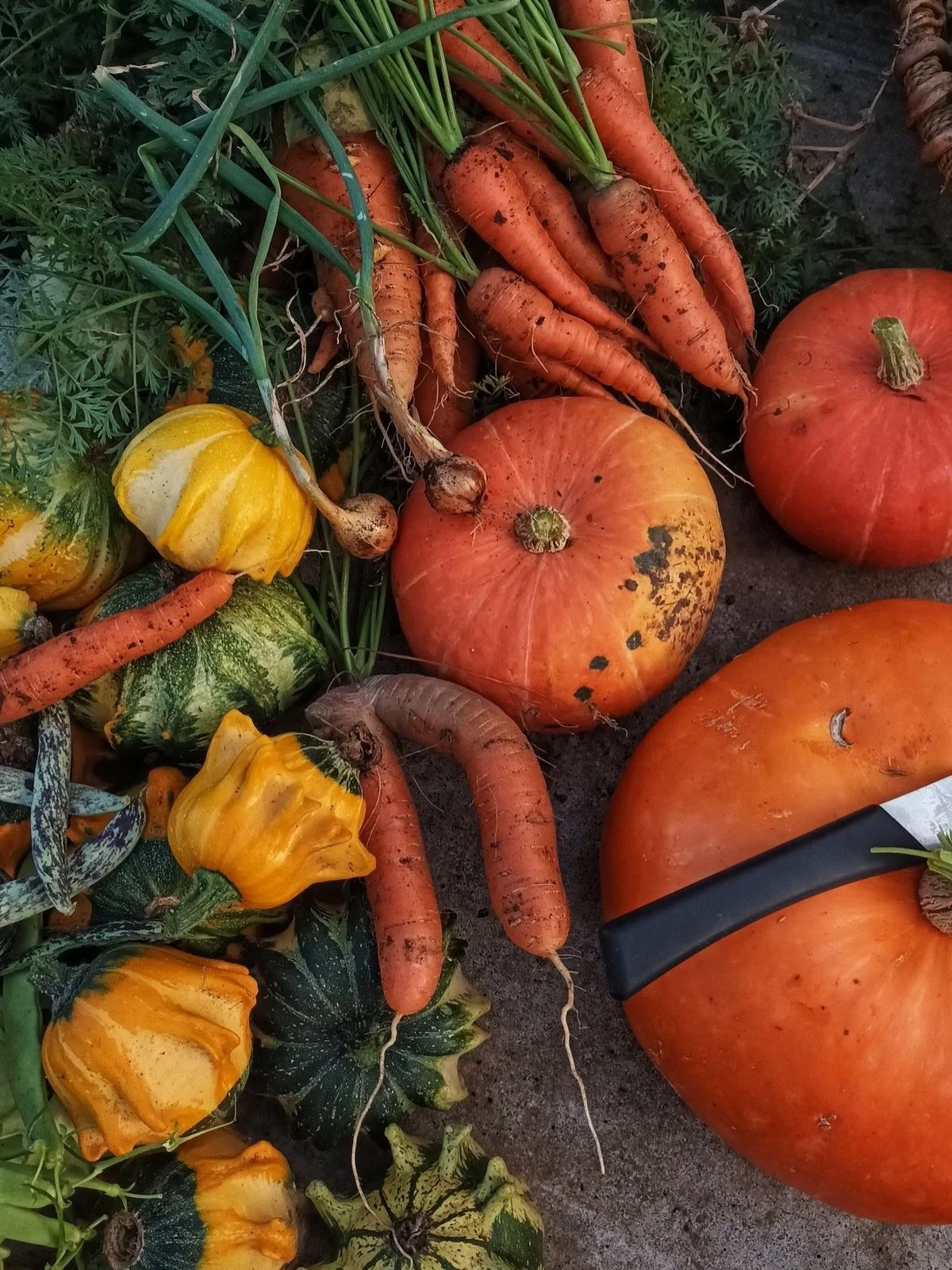 Hello, Fall 🍂🤎
A new season, a new harvest.
Welcoming crisp days, cozy colors, and all the beautiful fruits &amp; veggies that fall brings to the table. 🍎🍐🎃🥕🌽

Fresh season. Fresh flavors. Welcome, Fall. 🍁 Terra fresh foods 🌱