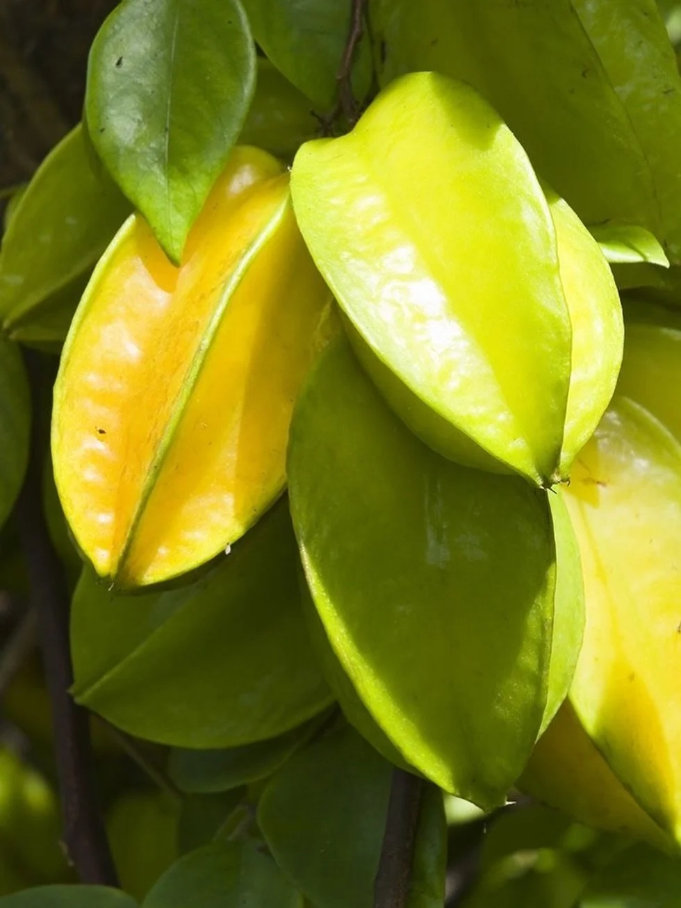 Starfruit season is shining bright in Homestead, Florida! 🌿 ⭐️ 

Fresh from our local farms, naturally sweet, beautifully golden, and ready to bring a little Florida sunshine to every bite. ☀️✨

#StarfruitSeason #HomesteadFlorida #FloridaGrown #Fres