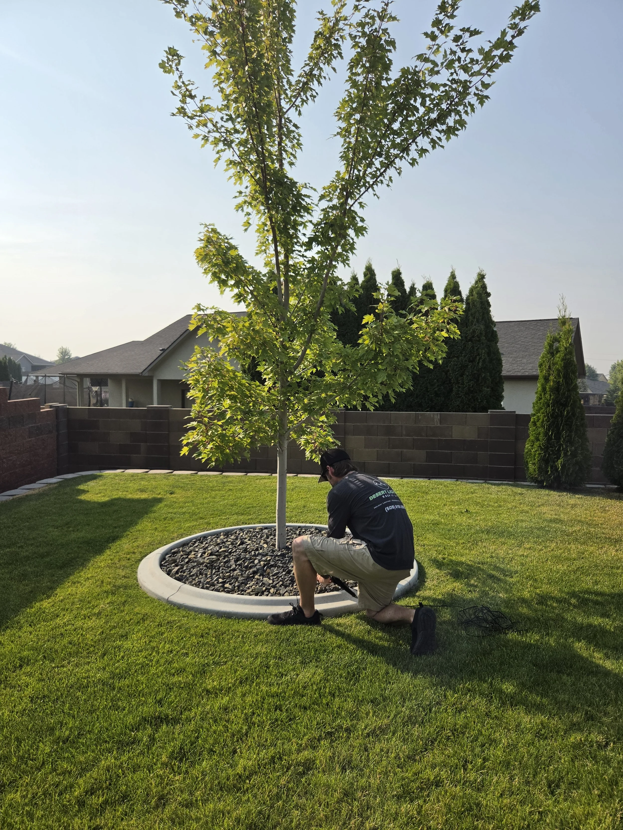 A man kneeling on one knee in a backyard, planting or inspecting a young tree within a circular concrete border filled with small rocks. The yard has lush green grass, a brick wall, and several tall, narrow evergreen trees. The house and a fence are 