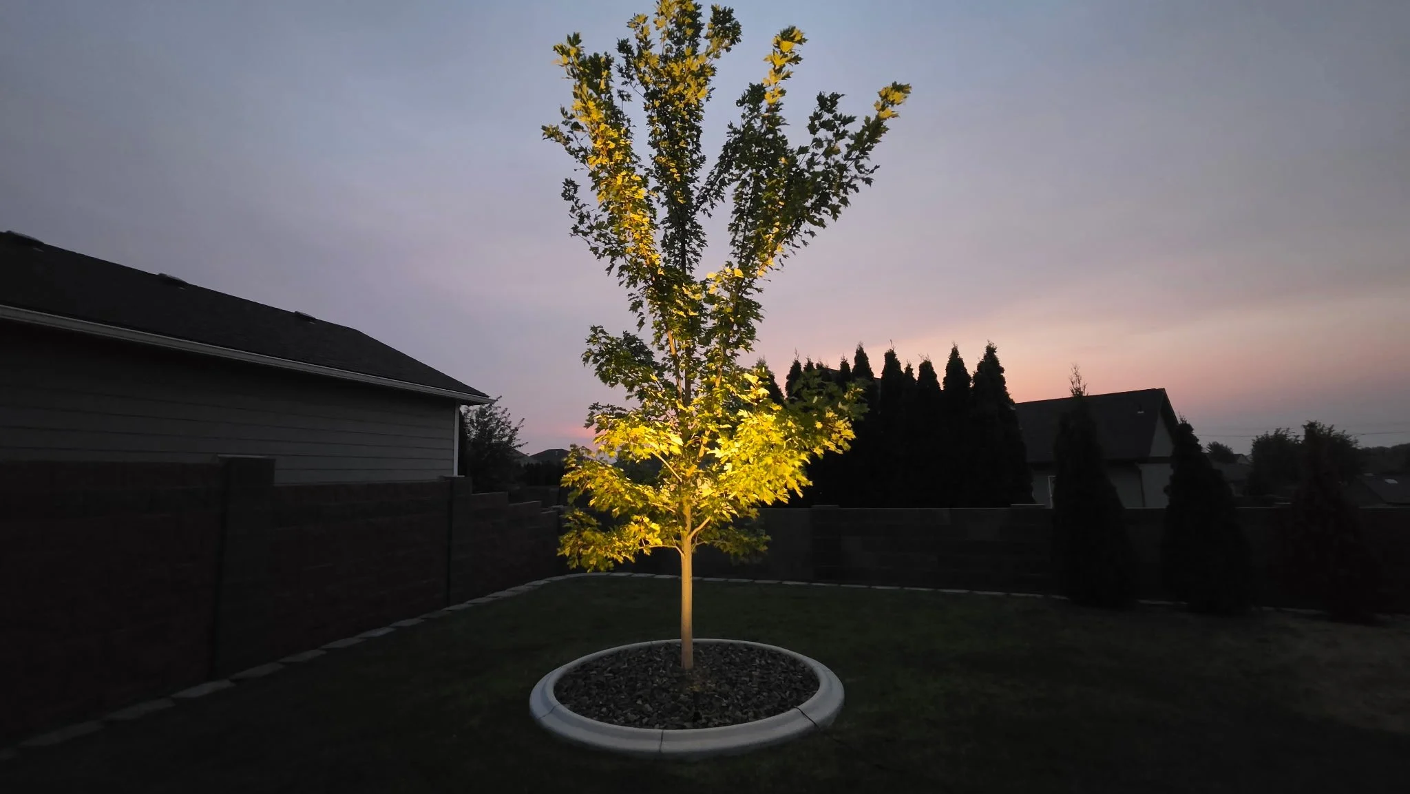 A young tree in a large white pot illuminated by a spotlight in a backyard at dusk, with houses and a fence in the background under a twilight sky.