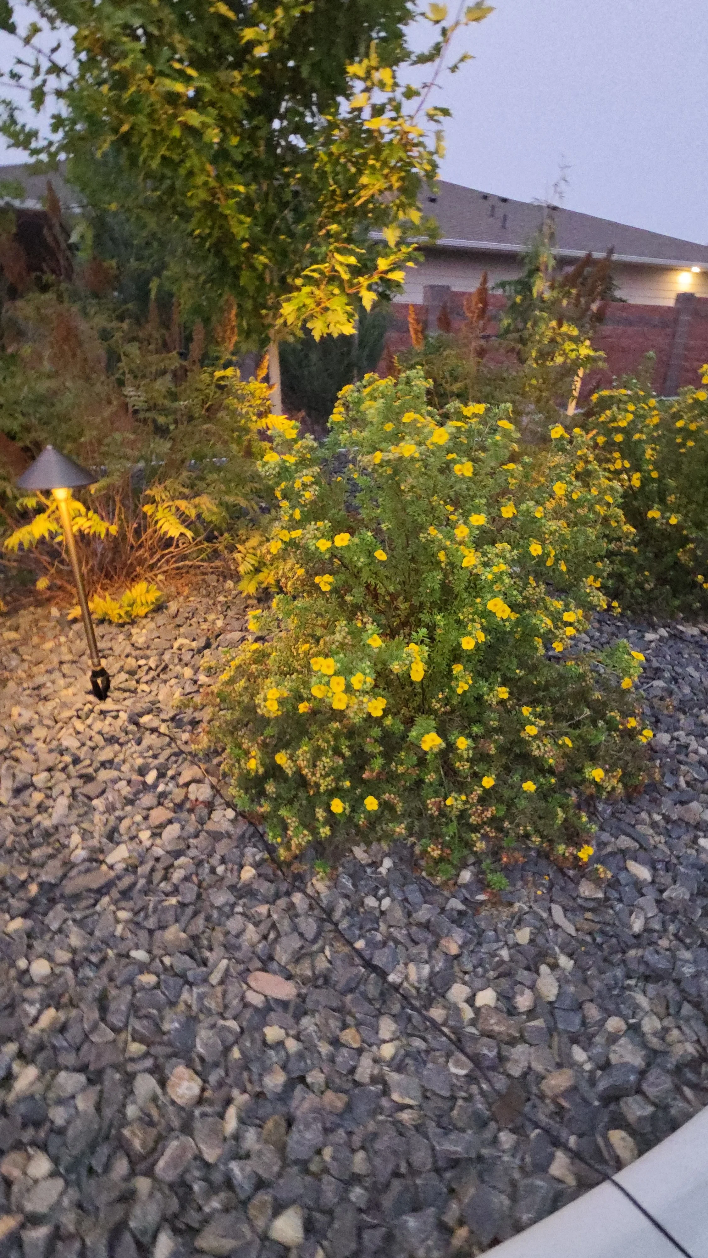 A landscaped backyard with a small bush with yellow flowers, a larger tree with green leaves, and a gravel pathway. In the background, a house with a brick fence and an outdoor light is visible.