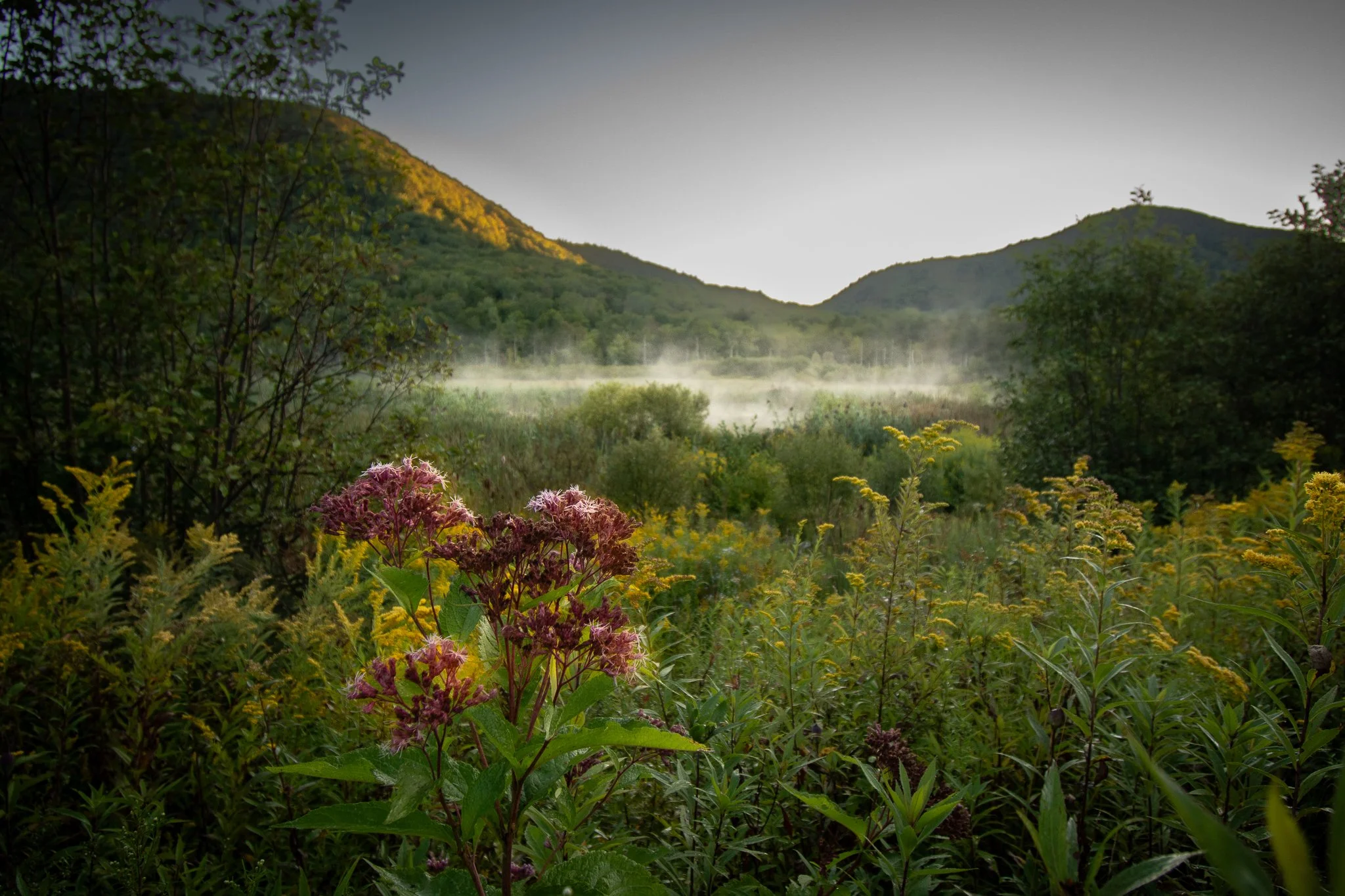 A lush green landscape with mountains in the background, partially covered by mist, and vibrant wildflowers in the foreground.