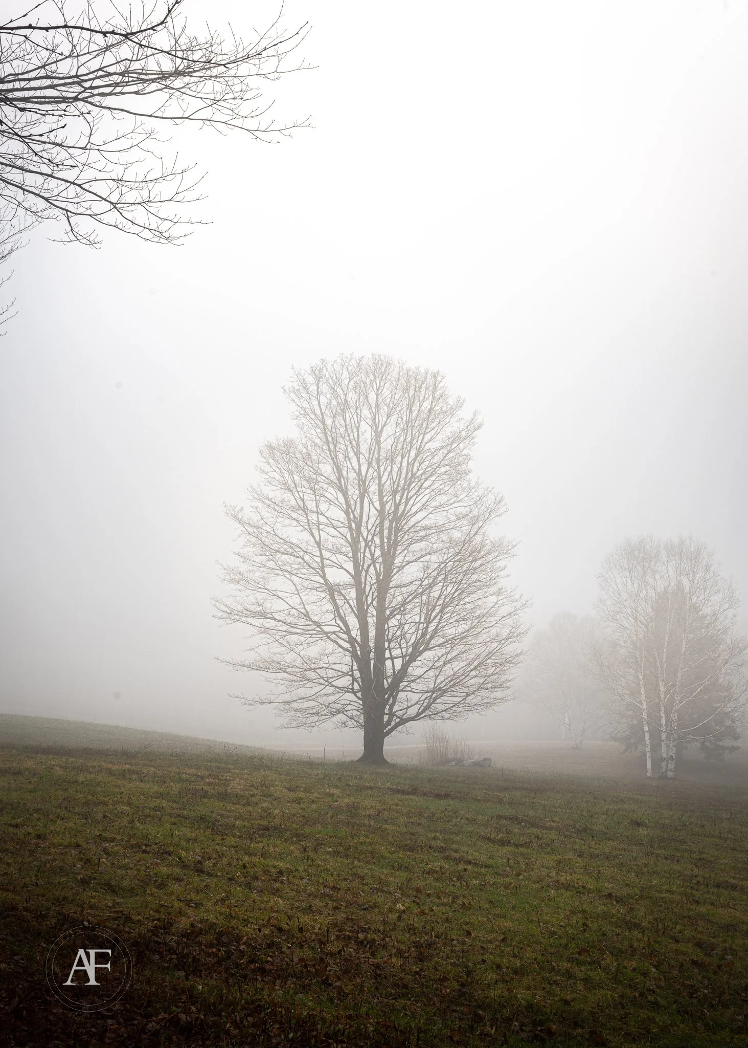 A foggy landscape with a large leafless tree in the foreground and smaller trees in the background, with a grass field at the bottom and a cloudy sky.