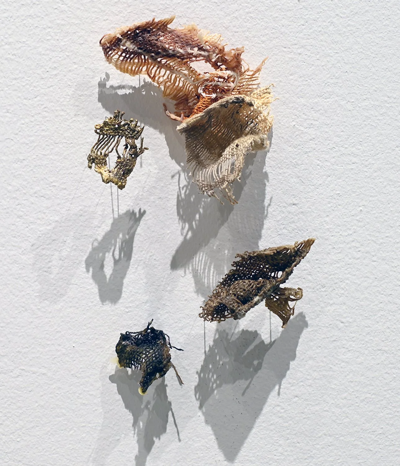 Artistic display of preserved and skeletal fish forms mounted on a white wall, casting shadows.