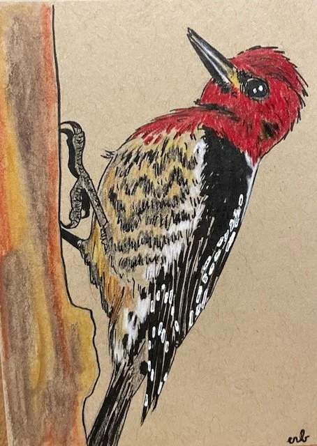 woodpecker drawing