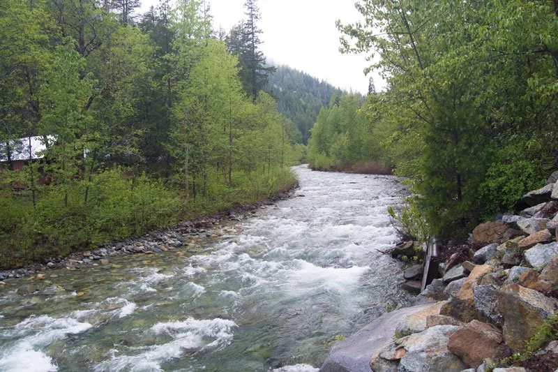 A river flowing through a green forested area with rocks along the bank.