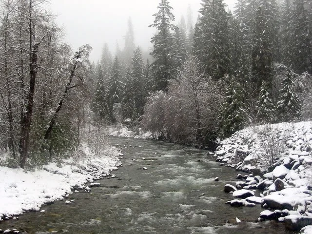 Snow-covered river flowing through a forest with tall, snow-dusted evergreen trees in a foggy winter landscape.