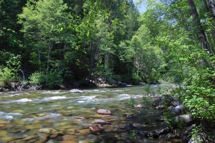 A clear river flowing through a lush green forest with leafy trees and rocks in the water.