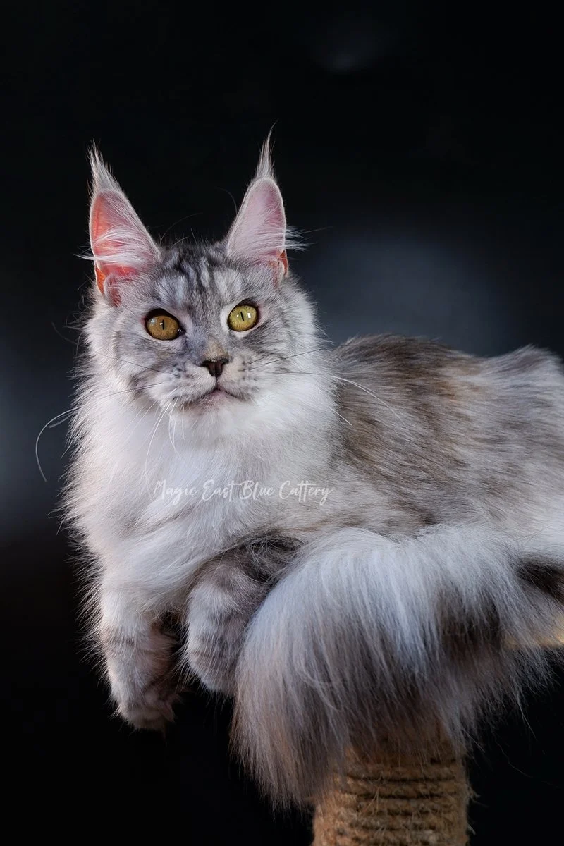 queen silver (41).JPG