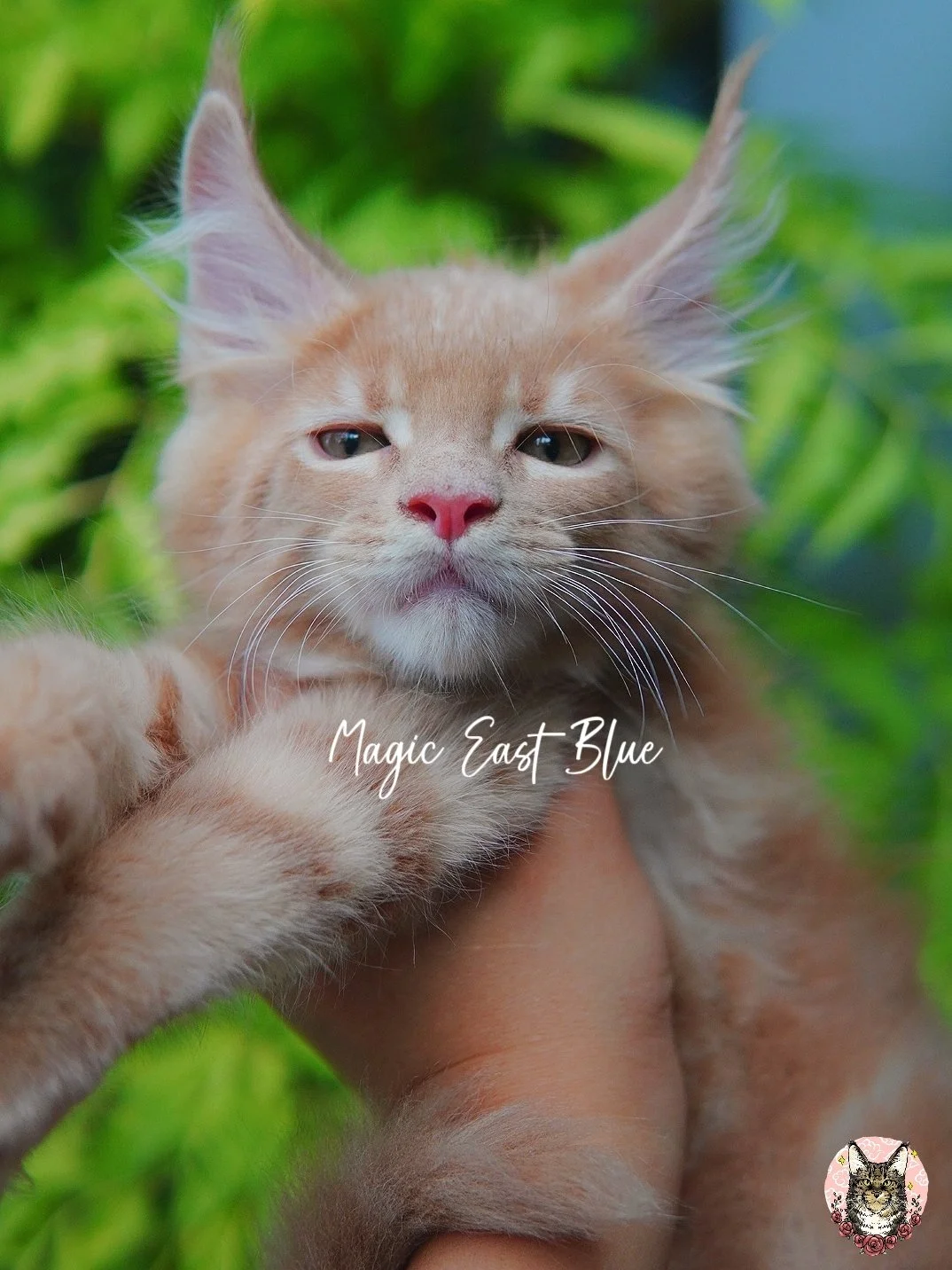 *Cream Tabby* Boy